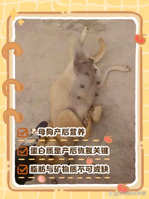 产后狗狗补钙要吃什么?母狗生完小狗要怎么补钙