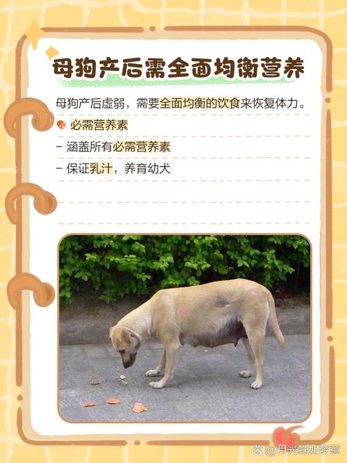 狗狗补钙可以吃什么