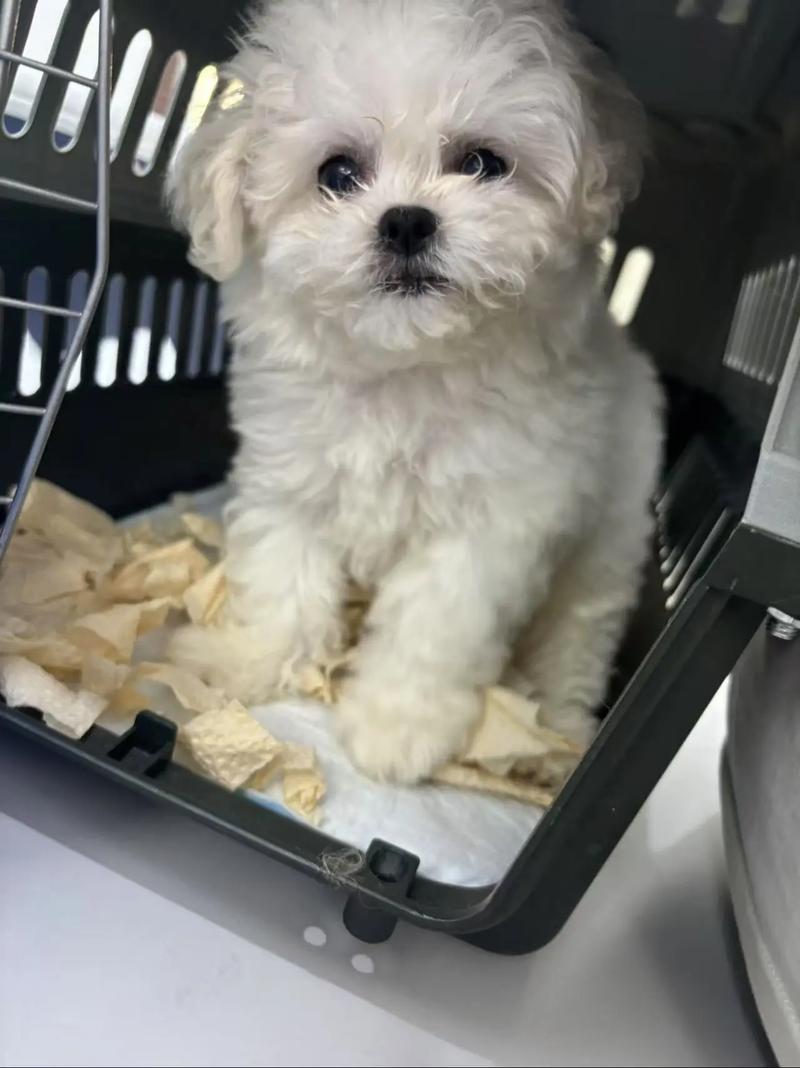 三个月小狗一天拉几次