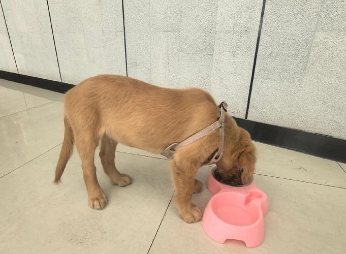 三个月大的狗狗一天拉几次正常?需要注意些什么?