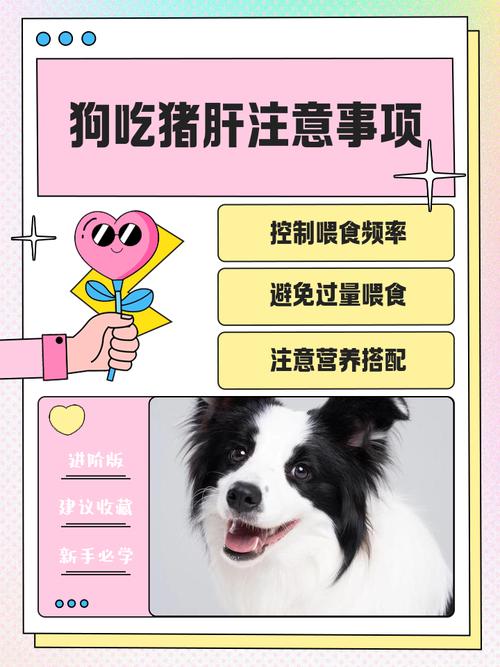 狗狗怀孕能吃熟猪肝吗