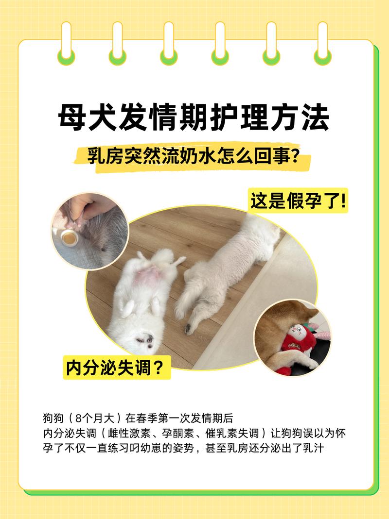 狗怀孕乳头有什么变化