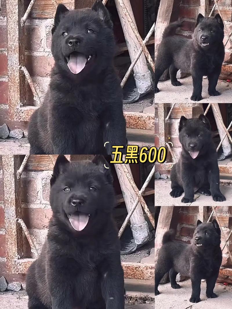 狗狗为什么下奶