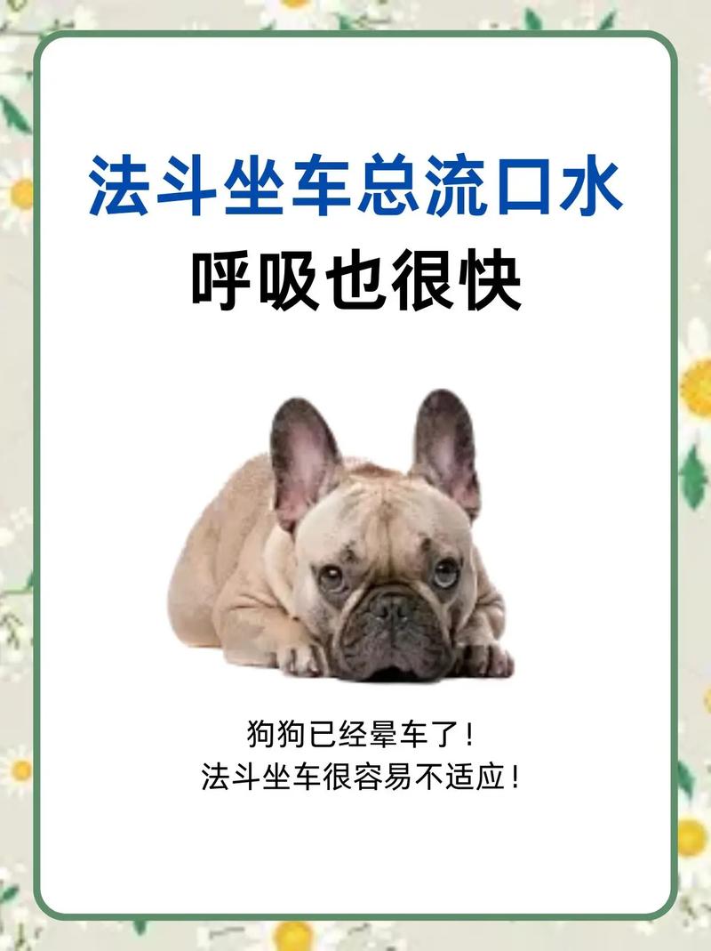 狗狗坐车喘气喘的很快