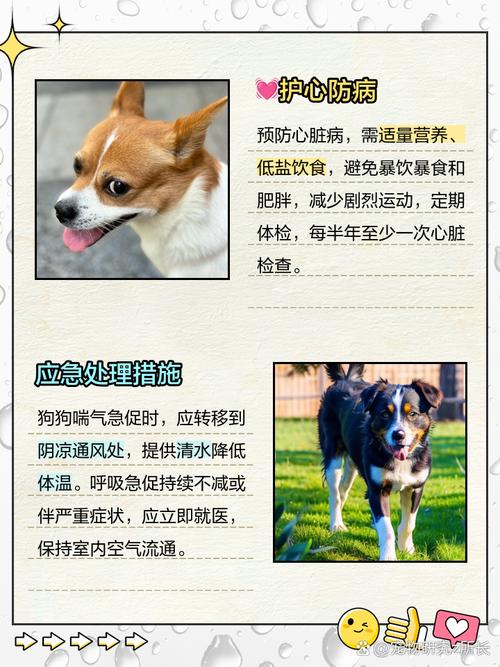 老年狗喘气喘得很厉害怎么办