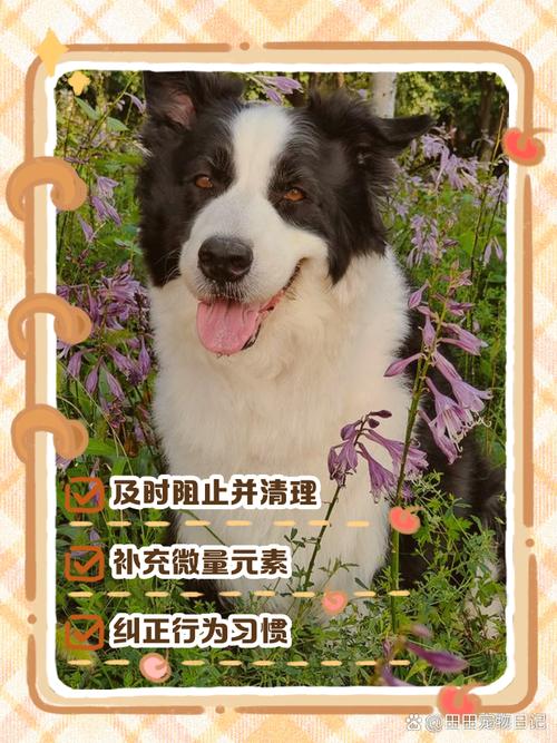 狗狗会吃自己的粪便吗,会有危害吗?