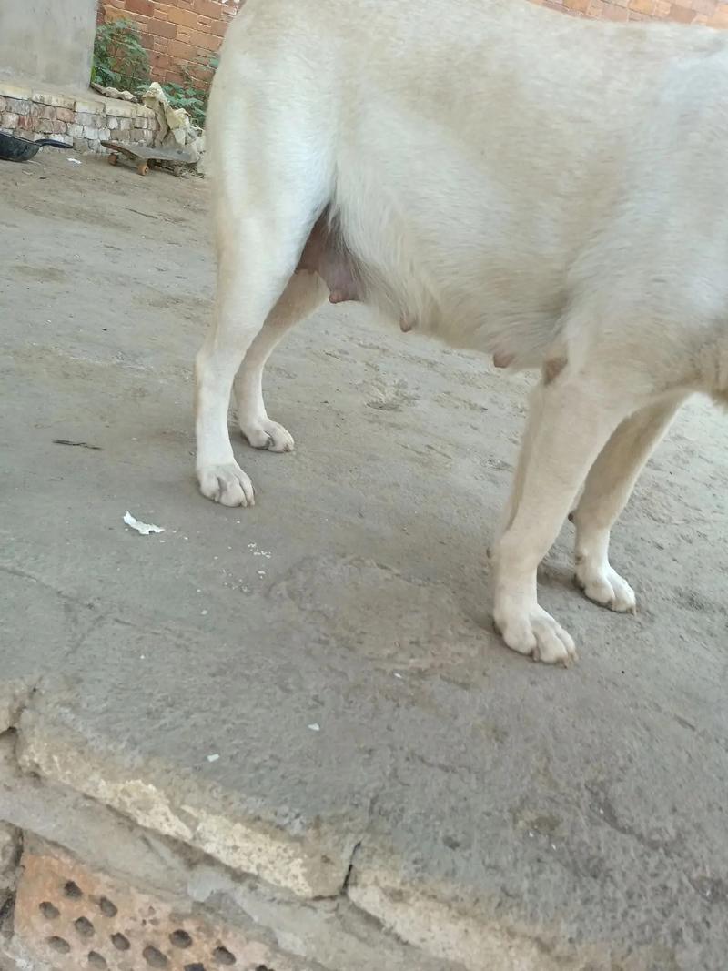 狗怀孕50天流产的症状