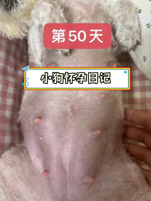 金毛狗怀孕五十天症状