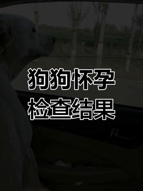 狗怀孕50天能不能查出来