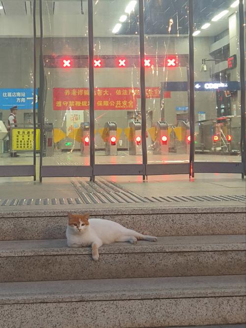 如果把猫放在猫背包里,能带上地铁吗?