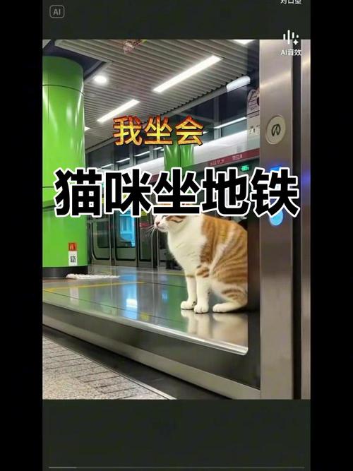 在搭乘地铁的情况下能把猫放在包里面吗
