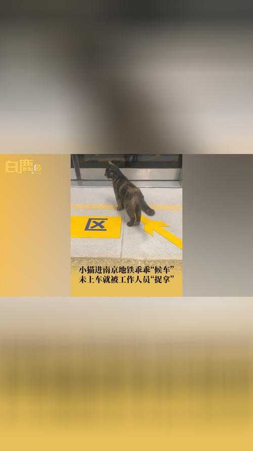 杭州地铁上可以带宠物吗?放在宠物包里