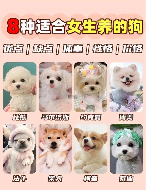 想买一只狗,3000左右,聪明点的,体格不要太大,我是女孩子,求推荐?