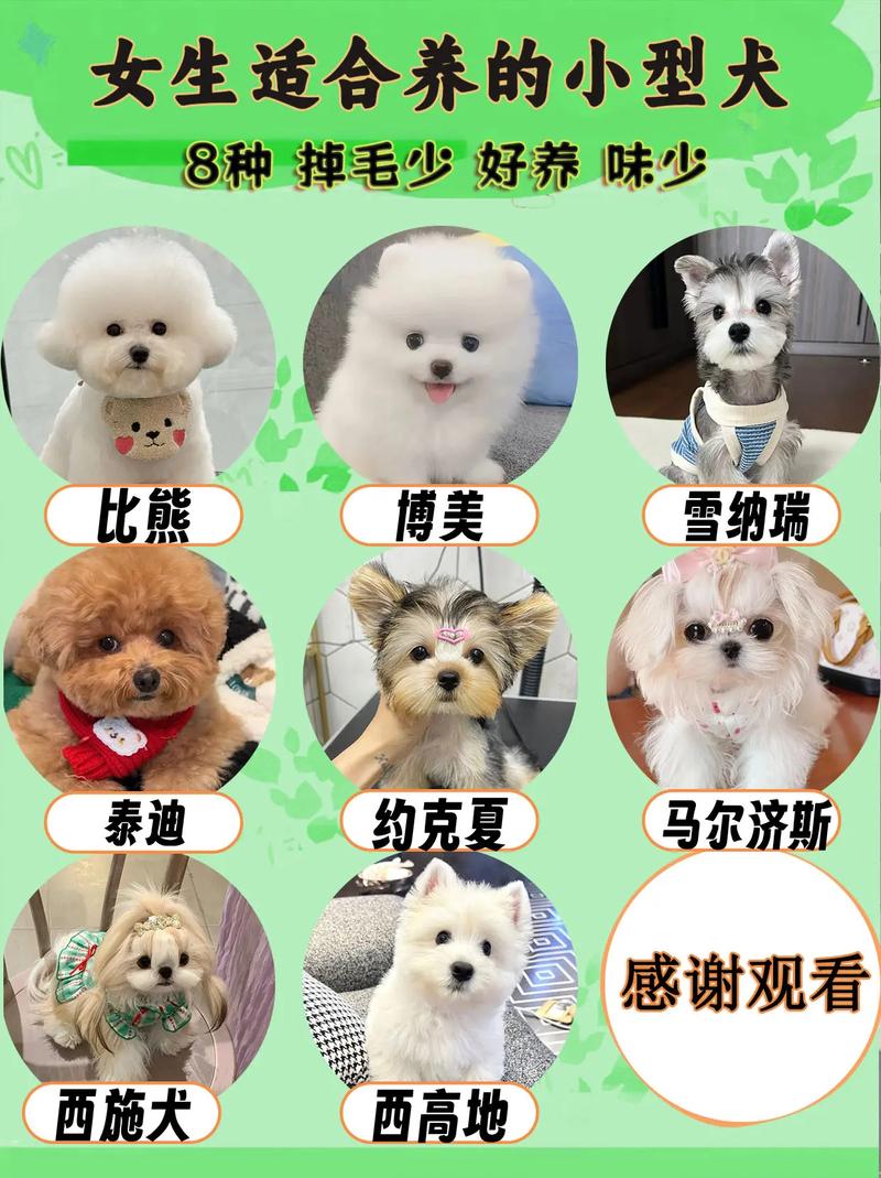 适合女孩子养的狗