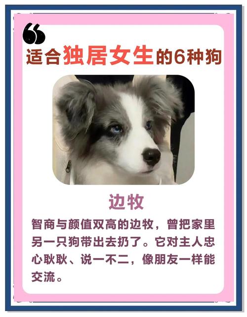 想买一只狗,3000左右,聪明点的,体格不要太大,我是女孩子,求推荐