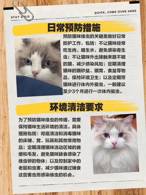 猫咪患上猫绦虫吃什么好?
