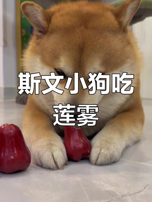 狗狗可以吃莲雾吗