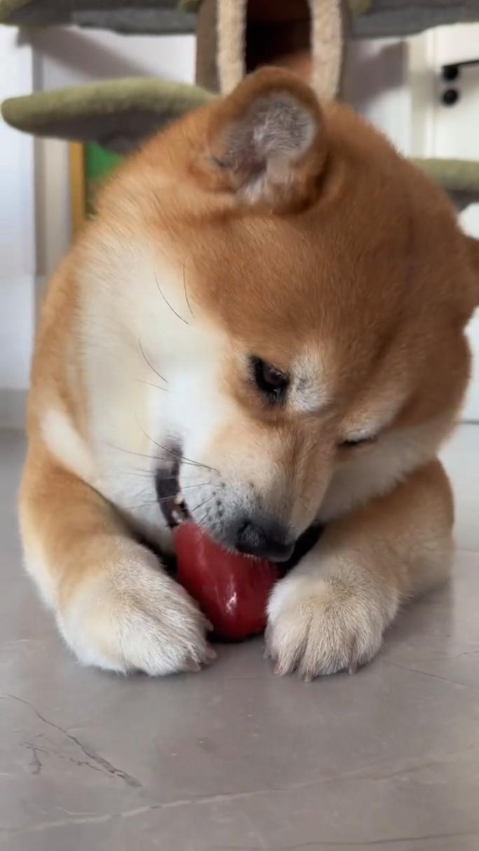 狗狗能吃莲雾吗