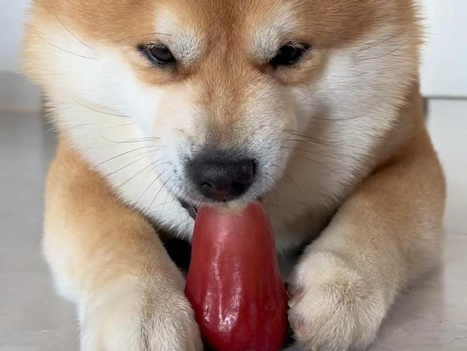 狗可以吃莲雾吗