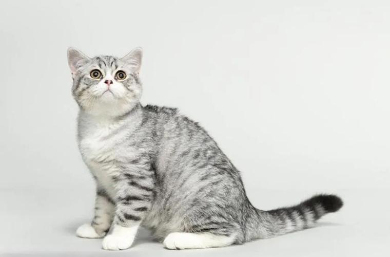 灰色的猫咪名字大全