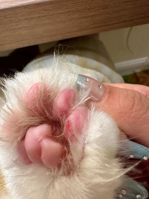 猫肉垫破皮了是怎么回事