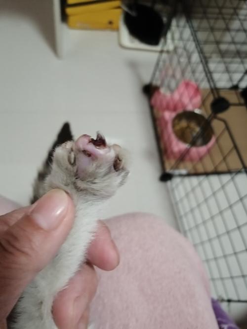 猫咪肉垫干裂破了,怎么办?