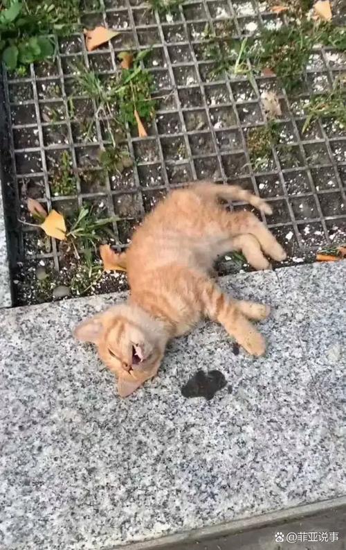 猫咪外伤用什么药?猫咪脚掌破了怎么办