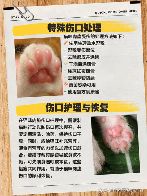 猫咪脚掌破了怎么办