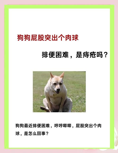 狗狗屁股上长了一个肉球,怎么办?