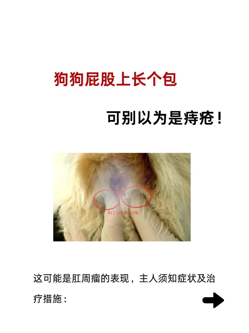 狗长痔疮怎么治疗