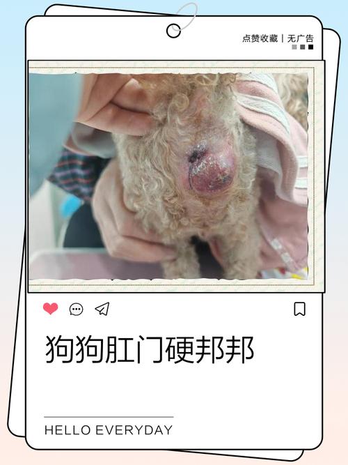 狗得痔疮怎么办?