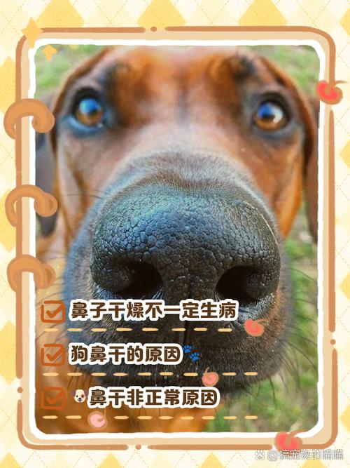 泰迪鼻子干怎么回事