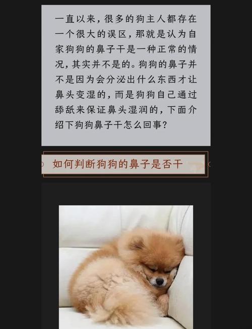 泰迪狗鼻子干怎么回事