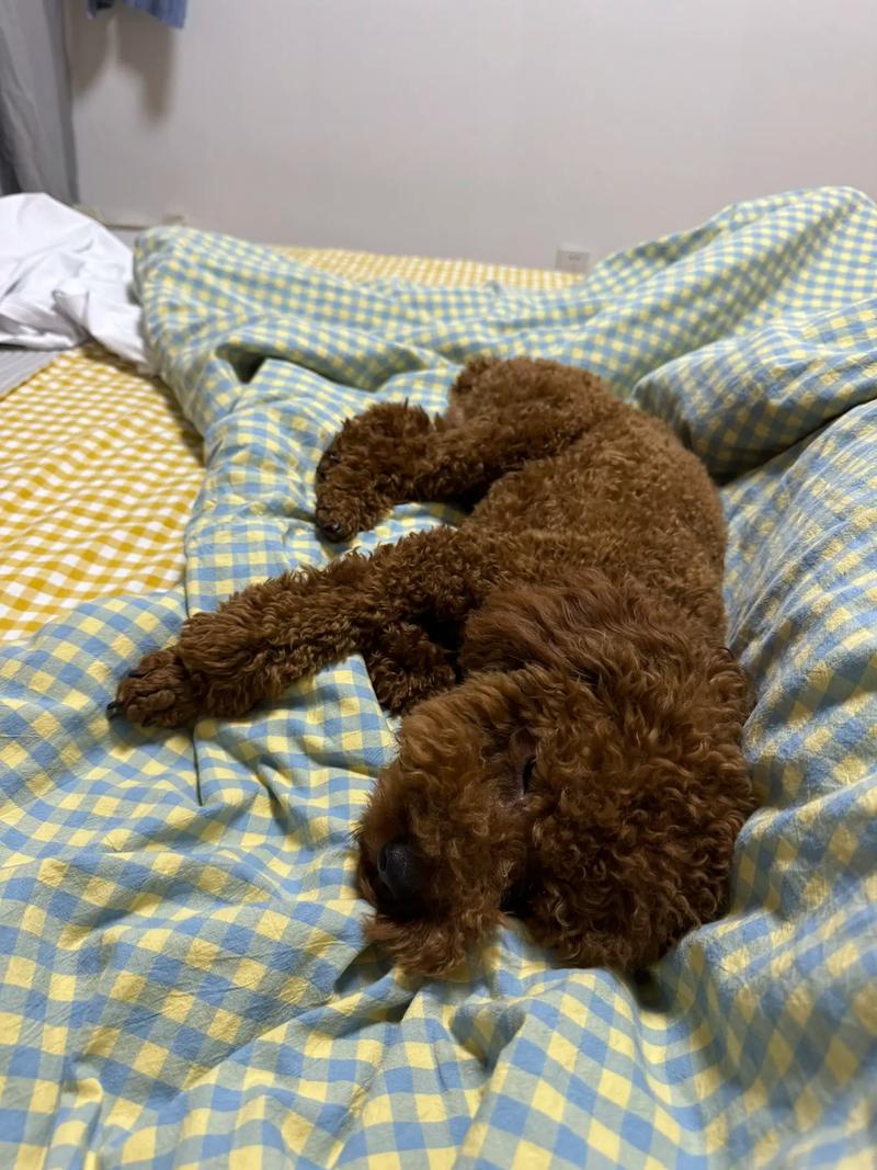 泰迪鼻子干没精神