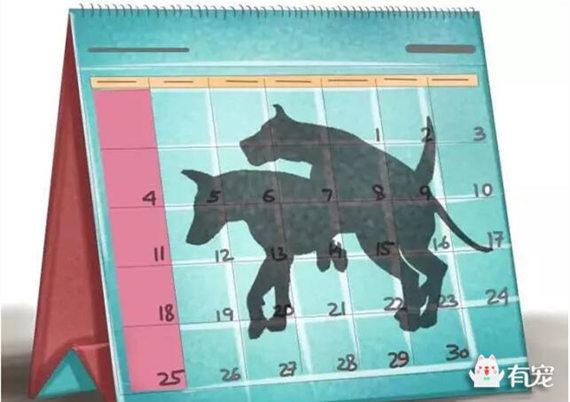 狗狗发情期大量流血怎么办呢?