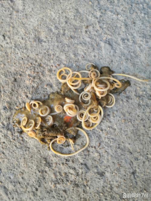 狗狗常见的肠内寄生虫有哪些?