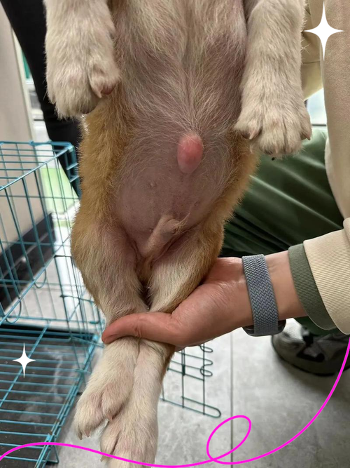 小狗肚子疼怎么办