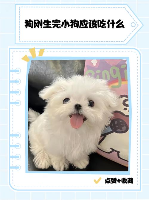 狗狗生产后吃什么好