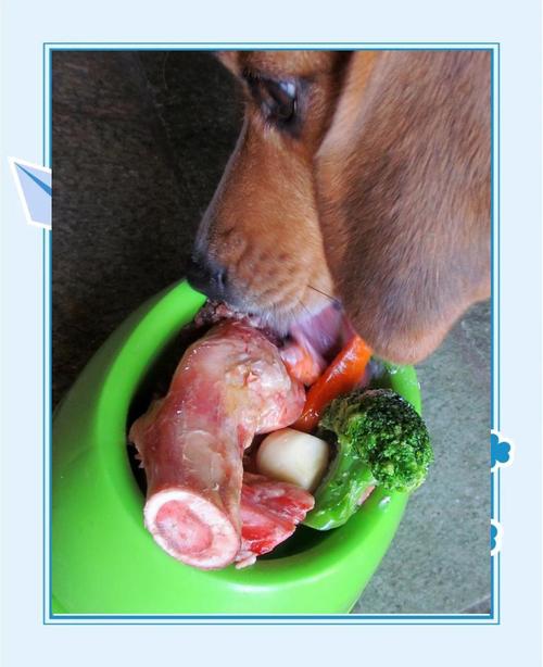 狗刚生完小狗应该吃什么东西