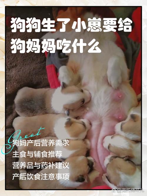 狗刚生完小狗应该吃什么