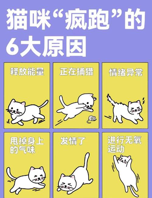 猫咪为什么咬你腿