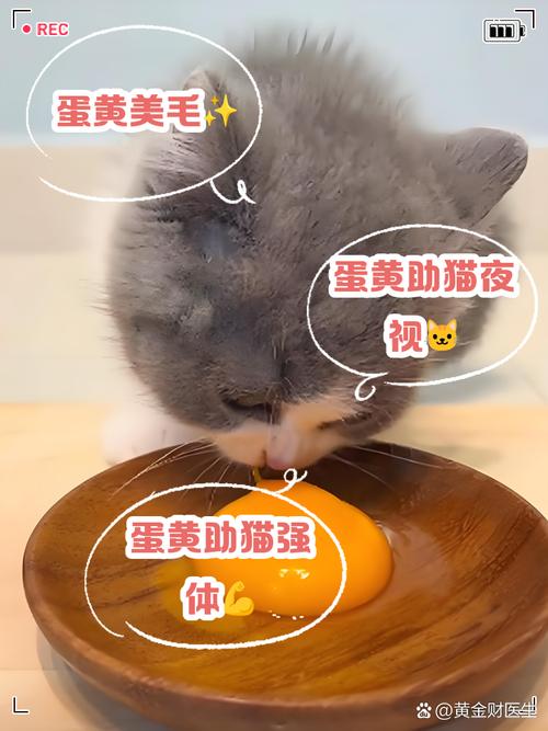 猫咪慢性肾衰竭可吃鸡蛋黄吗