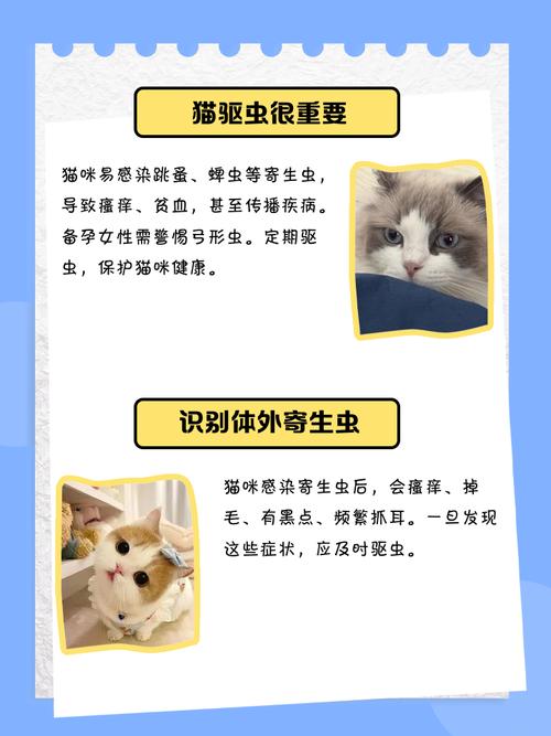 幼猫驱虫的正确方法