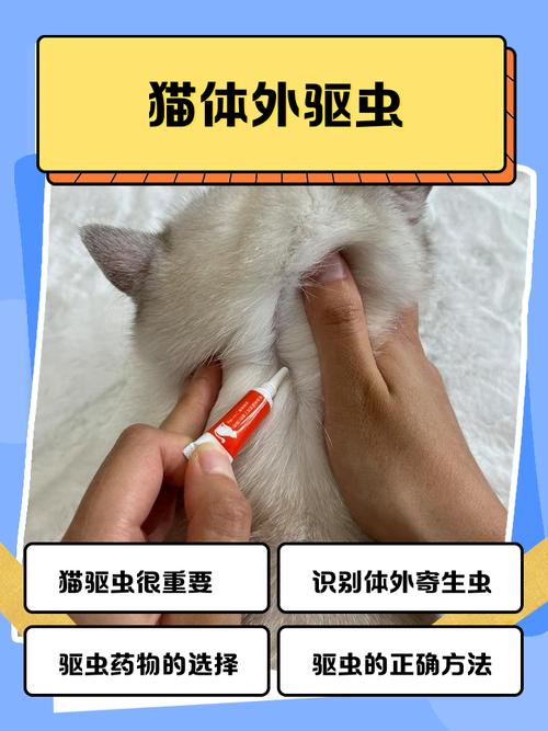 猫咪没出过门,猫咪体外驱虫多久一次比较好?