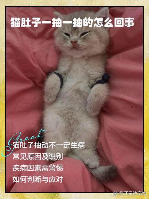 猫怀孕呼吸比较急促