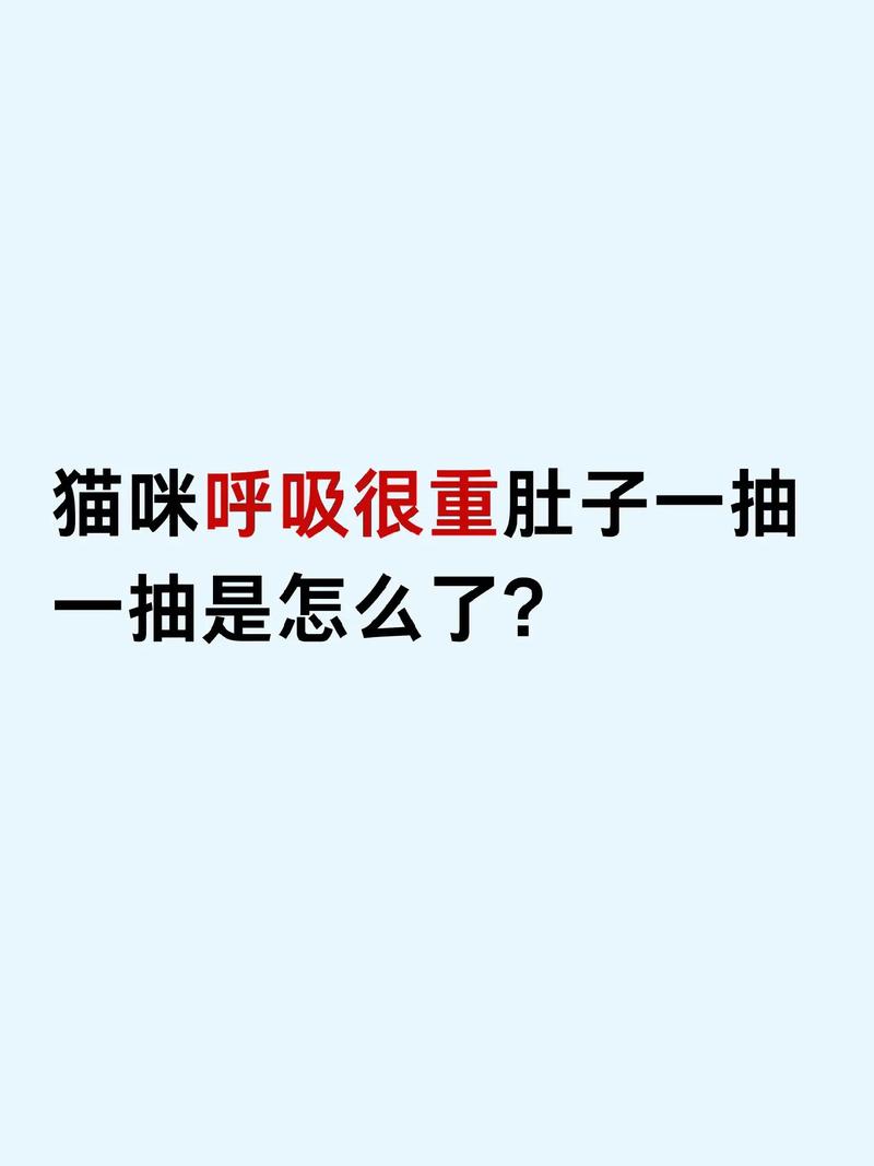 猫咪呼吸急促肚子一抽一抽的是怎么回事?
