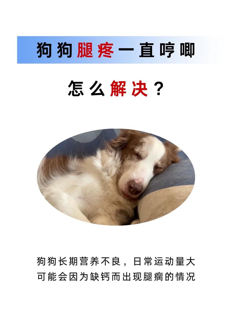 主人出门狗狗为什么哀嚎