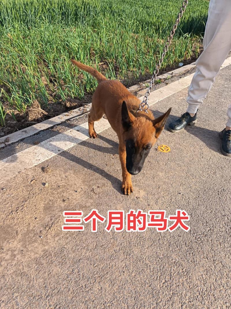 三个月马犬每天吃几个鸡头