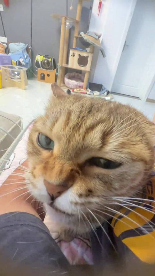 猫咪发情怎么办,多长时间能好