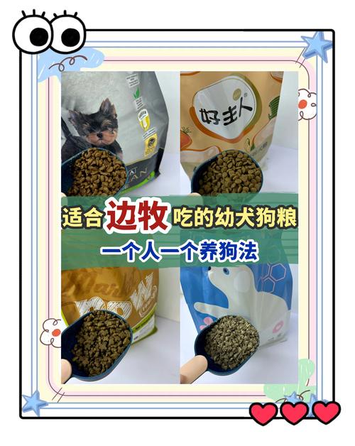 约克夏多大吃干狗粮